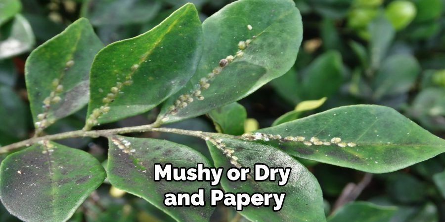 Mushy or Dry 
and Papery