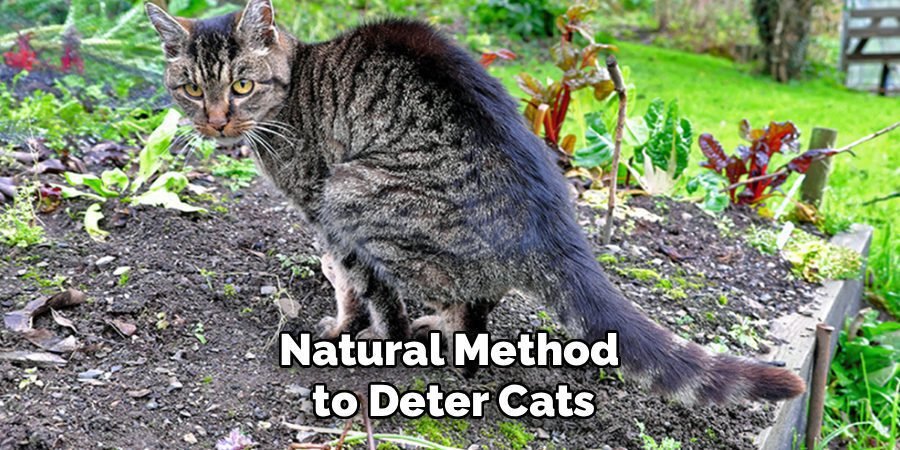 Natural Method 
to Deter Cats