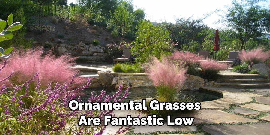 Ornamental Grasses
Are Fantastic Low