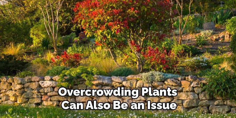 Overcrowding Plants
Can Also Be an Issue