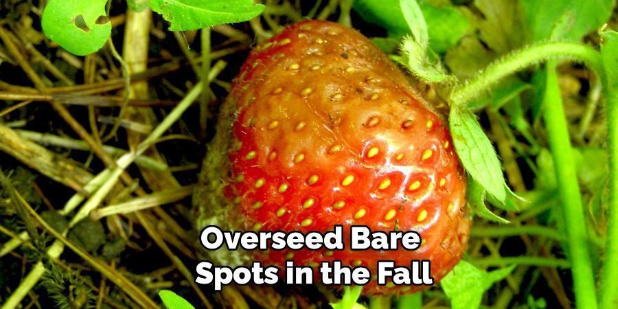 Overseed Bare
Spots in the Fall