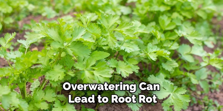Overwatering Can
Lead to Root Rot