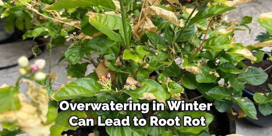 Overwatering in Winter
Can Lead to Root Rot