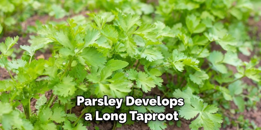 Parsley Develops
a Long Taproot