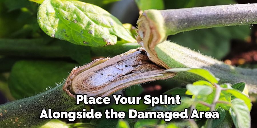 Place Your Splint
Alongside the Damaged Area