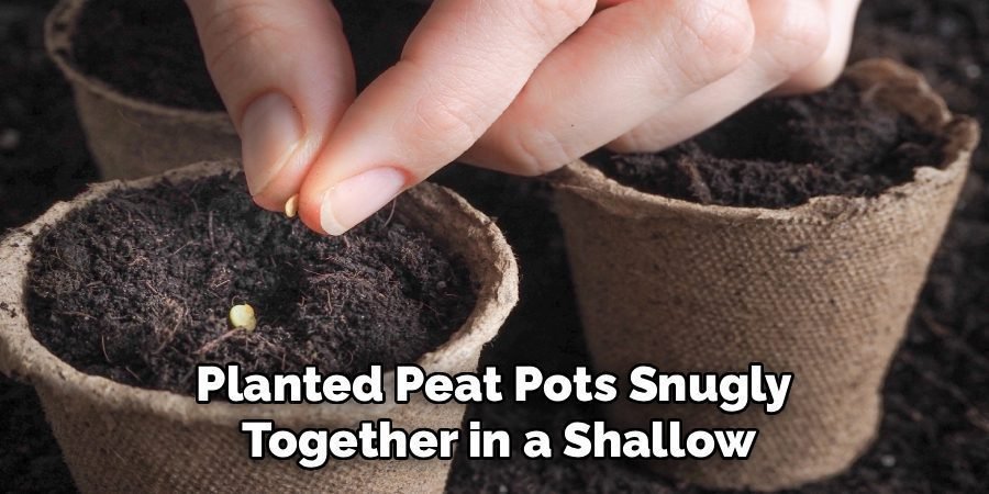 Planted Peat Pots Snugly 
Together in a Shallow