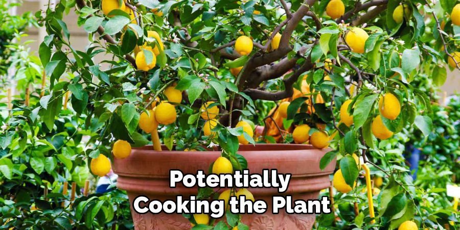 Potentially
Cooking the Plant