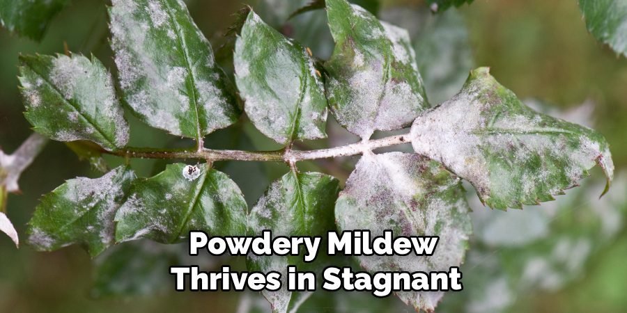 Powdery Mildew
Thrives in Stagnant