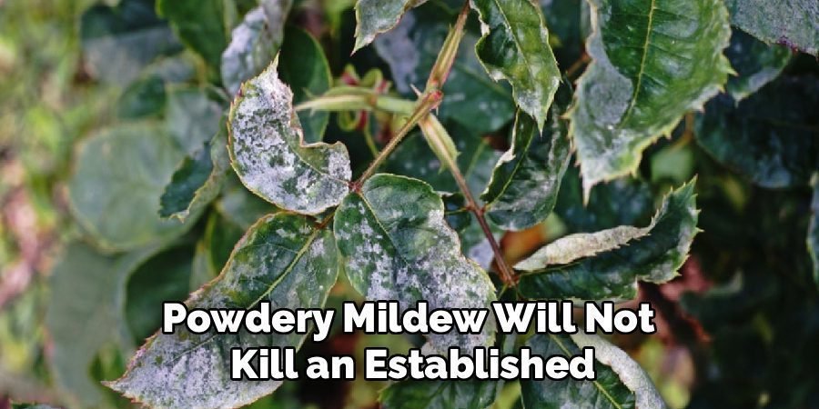 Powdery Mildew Will Not
Kill an Established