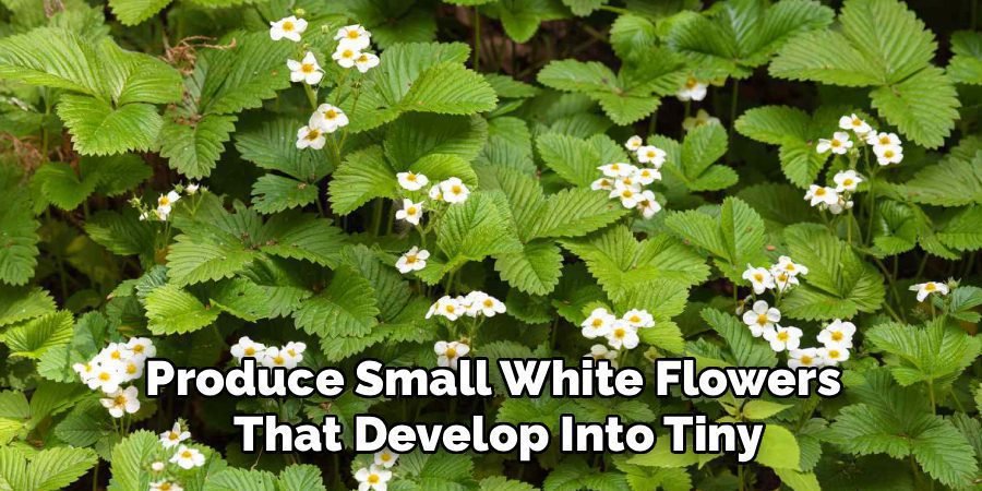 Produce Small White Flowers
That Develop Into Tiny