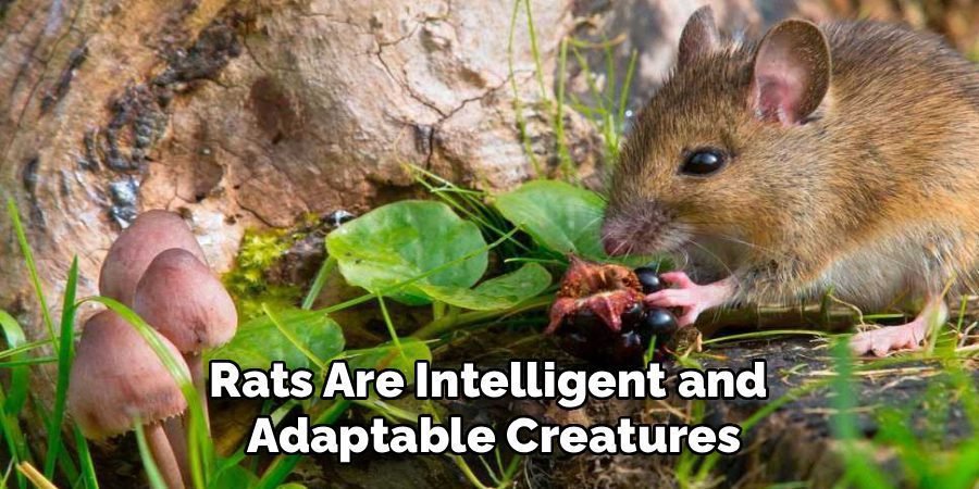 Rats Are Intelligent and 
Adaptable Creatures