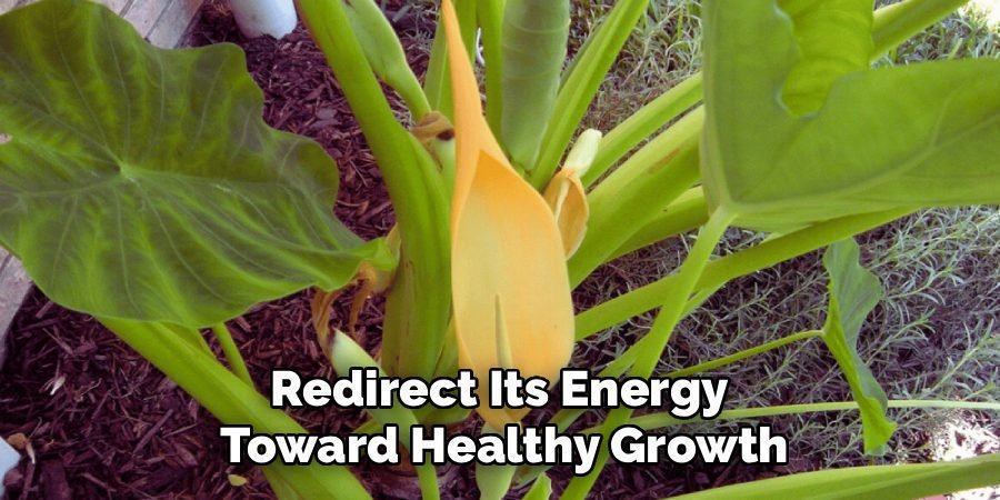 Redirect Its Energy 
Toward Healthy Growth