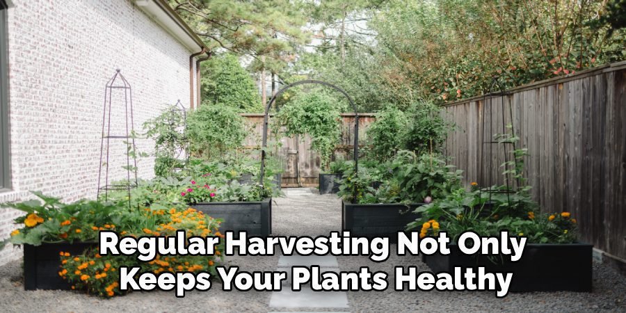 Regular Harvesting Not Only
Keeps Your Plants Healthy