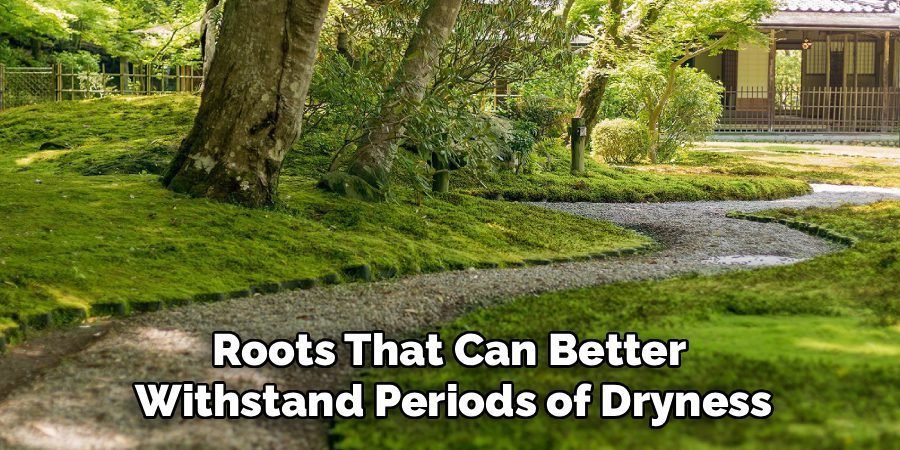 Roots That Can Better
Withstand Periods of Dryness