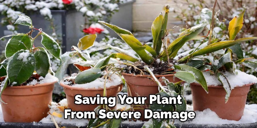 Saving Your Plant 
From Severe Damage
