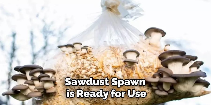 Sawdust Spawn 
is Ready for Use