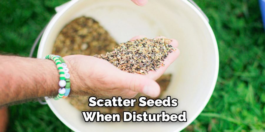 Scatter Seeds 
When Disturbed