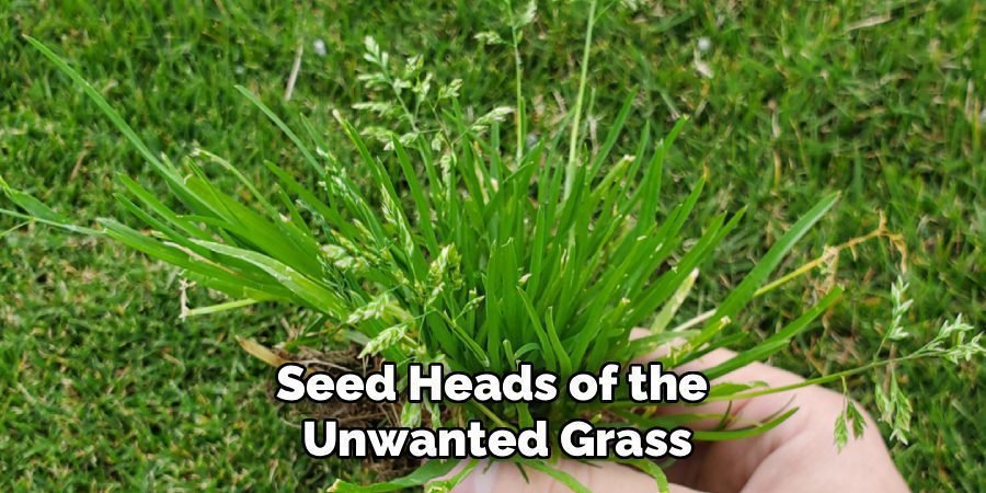 Seed Heads of the
Unwanted Grass