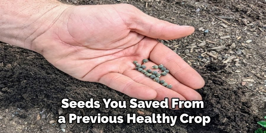 Seeds You Saved From 
a Previous Healthy Crop