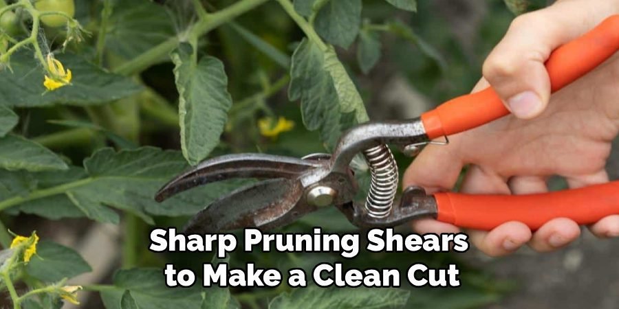 Sharp Pruning Shears
to Make a Clean Cut
