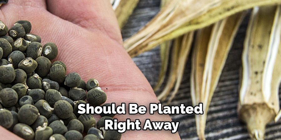 Should Be Planted 
Right Away