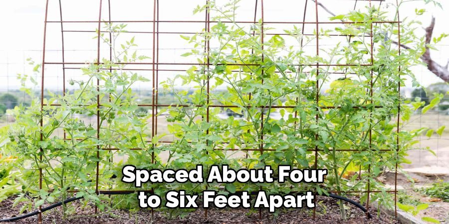 Spaced About Four 
to Six Feet Apart