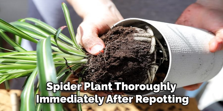 Spider Plant Thoroughly
Immediately After Repotting