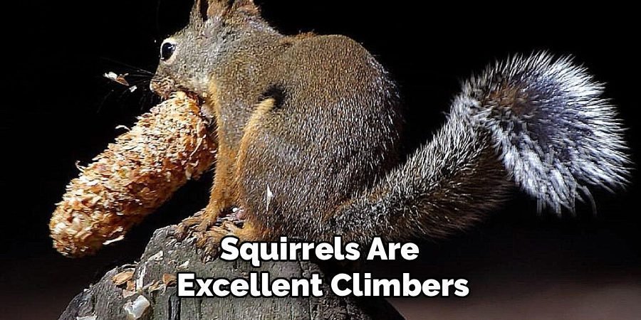 Squirrels Are
Excellent Climbers
