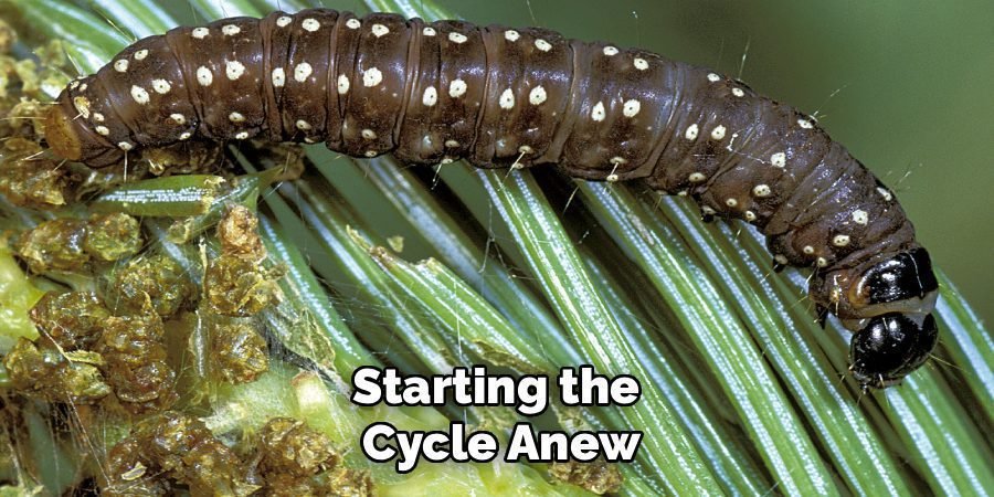 Starting the 
Cycle Anew