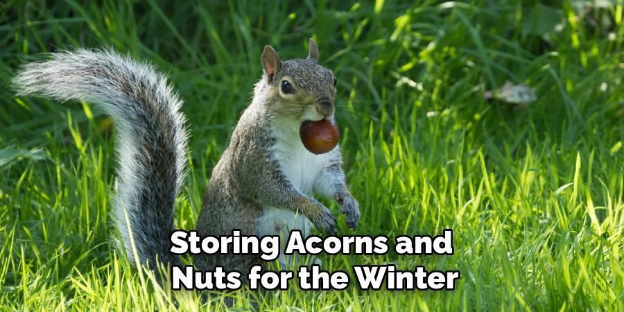 Storing Acorns and
Nuts for the Winter