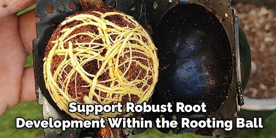 Support Robust Root
Development Within the Rooting Ball
