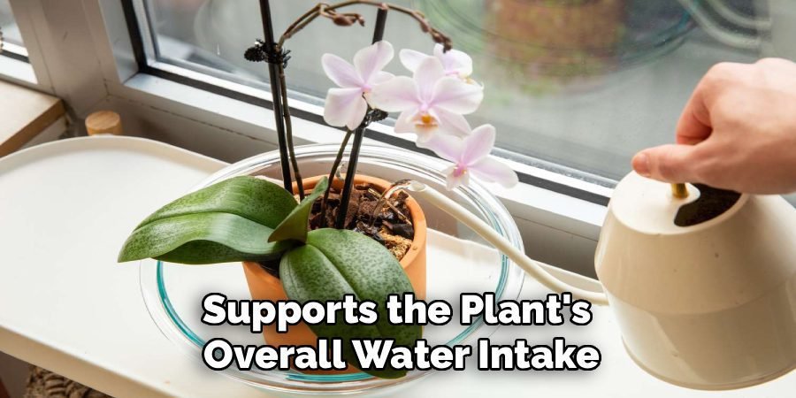 Supports the Plant's
Overall Water Intake