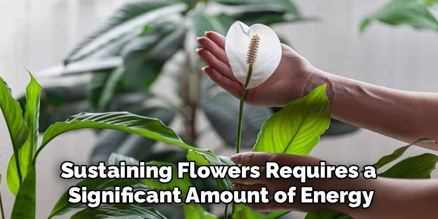 Sustaining Flowers Requires a 
Significant Amount of Energy