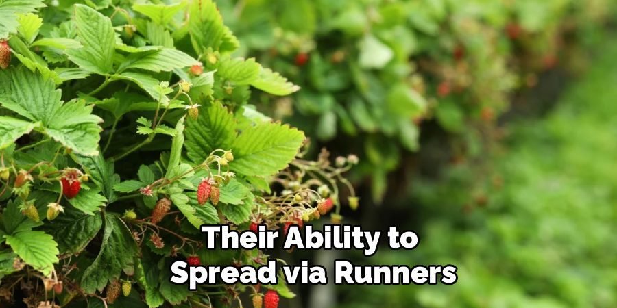 Their Ability to
Spread via Runners