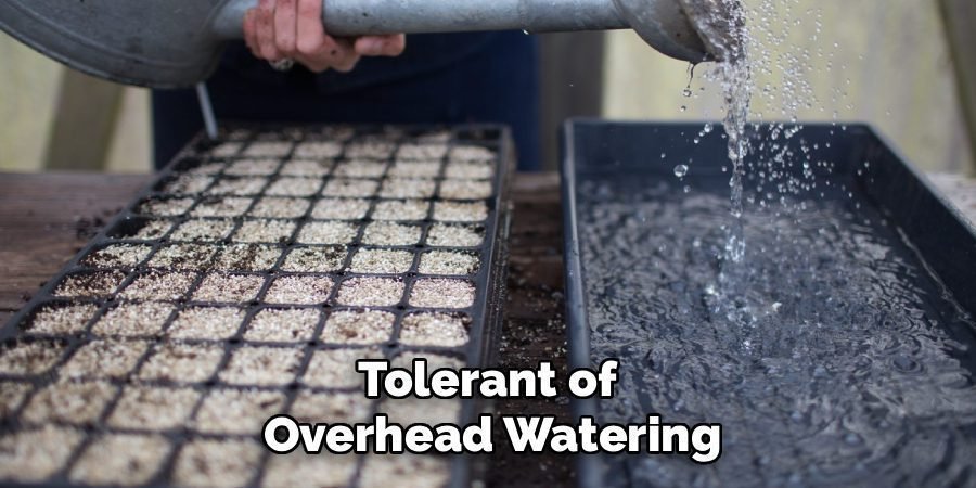 Tolerant of 
Overhead Watering