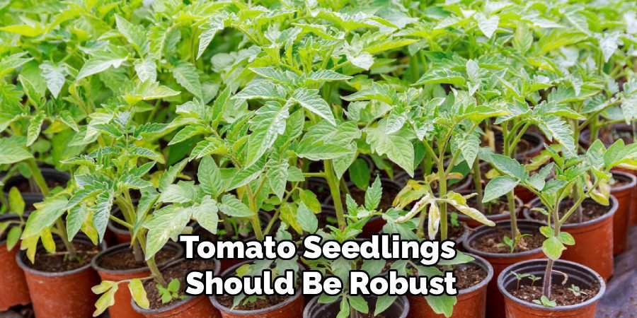 Tomato Seedlings 
Should Be Robust