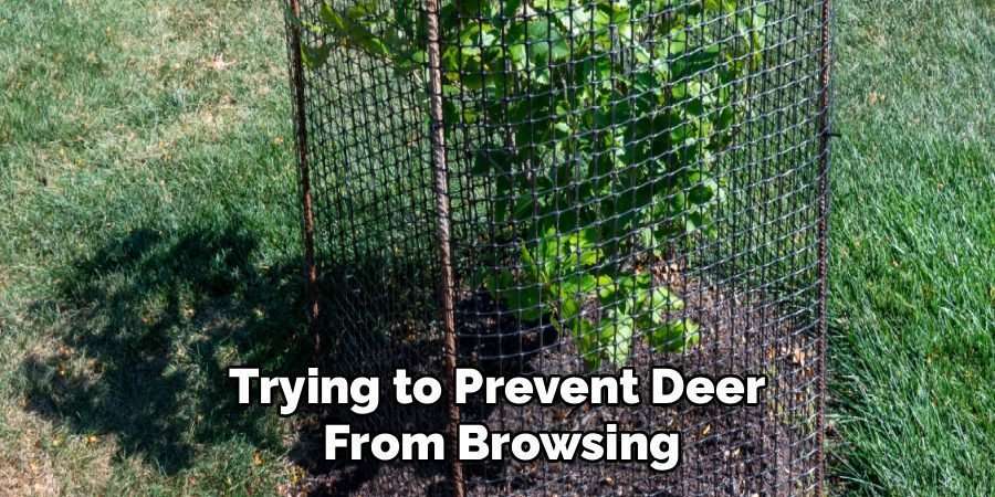 Trying to Prevent Deer
From Browsing