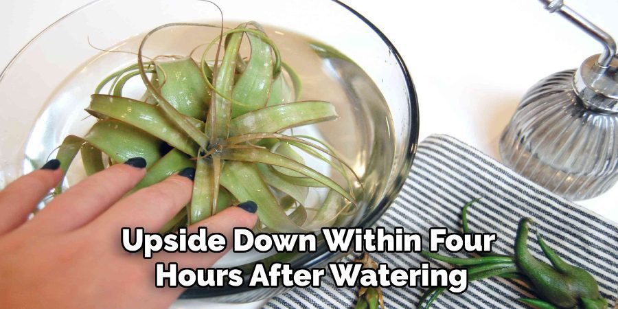 Upside Down Within Four
Hours After Watering