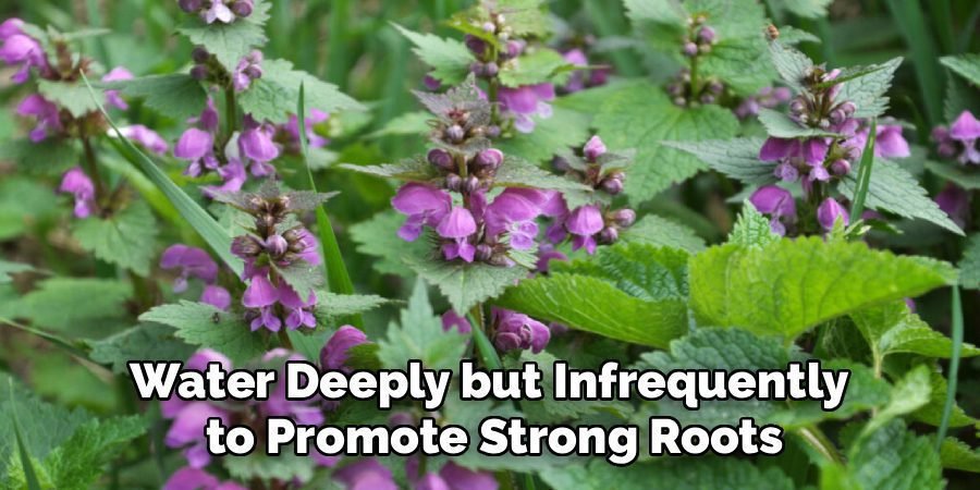 Water Deeply but Infrequently 
to Promote Strong RootsWater Deeply but Infrequently 
to Promote Strong Roots