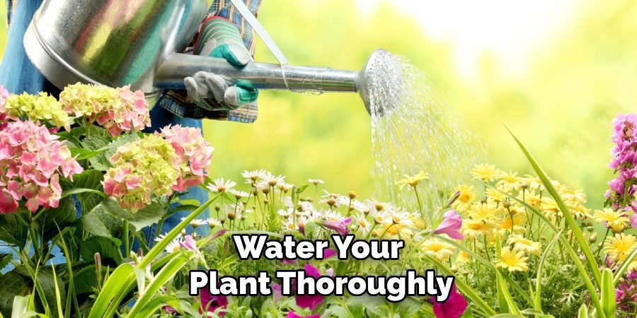 Water Your
Plant Thoroughly