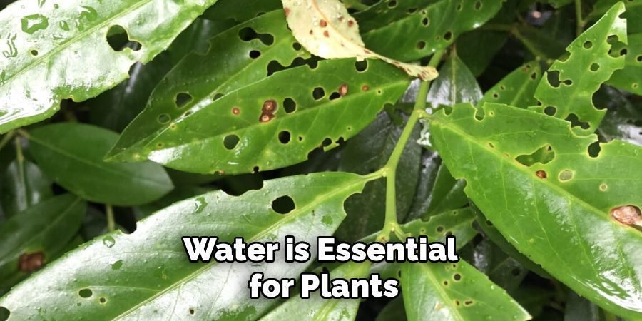 Water is Essential 
for Plants