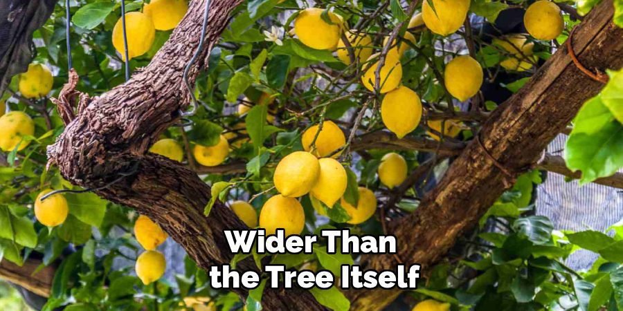 Wider Than
the Tree Itself