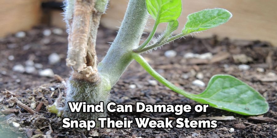 Wind Can Damage or 
Snap Their Weak Stems