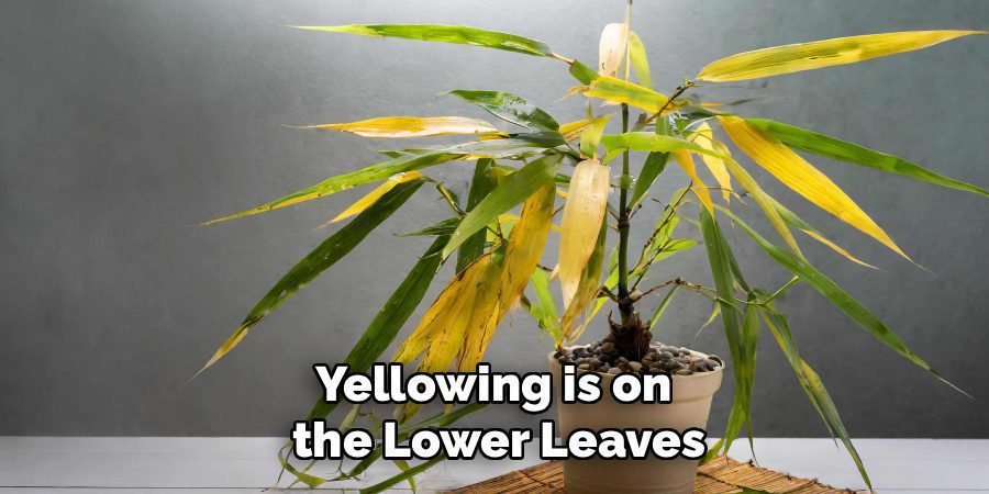 Yellowing is on 
the Lower Leaves