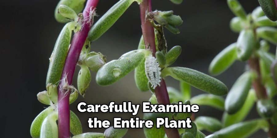 Carefully Examine
the Entire Plant