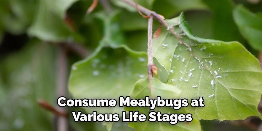 Consume Mealybugs at
Various Life Stages