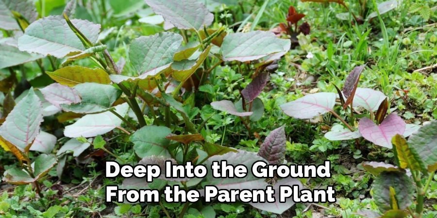 Deep Into the Ground 
From the Parent Plant