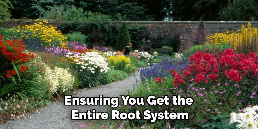 Ensuring You Get the
Entire Root System