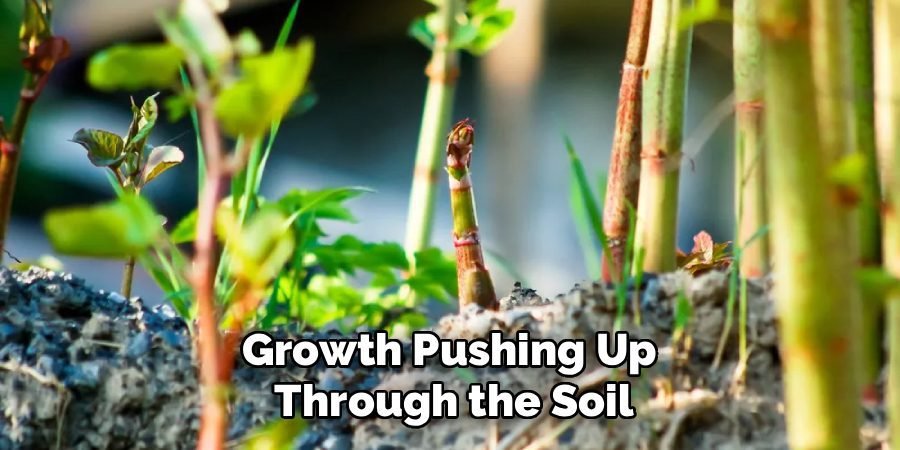 Growth Pushing Up 
Through the Soil