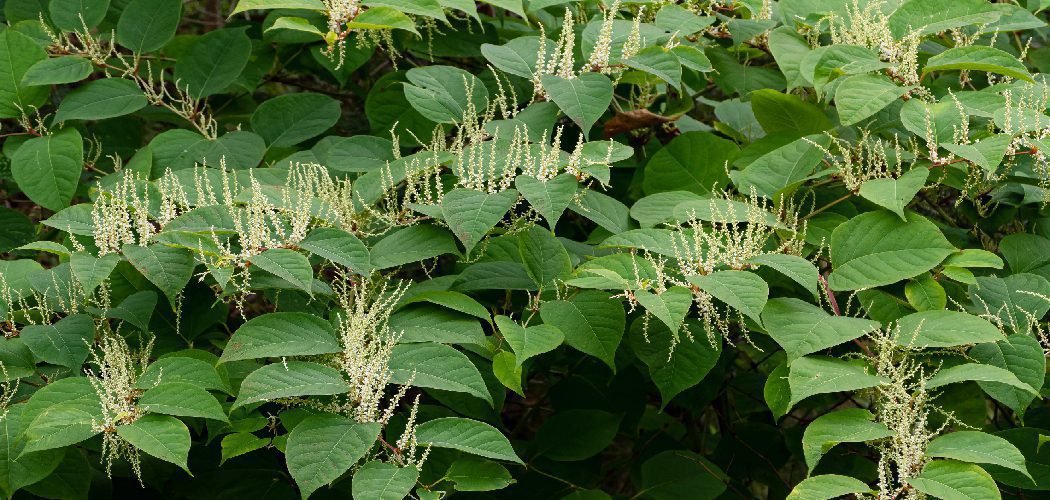 How to Identify Japanese Knotweed